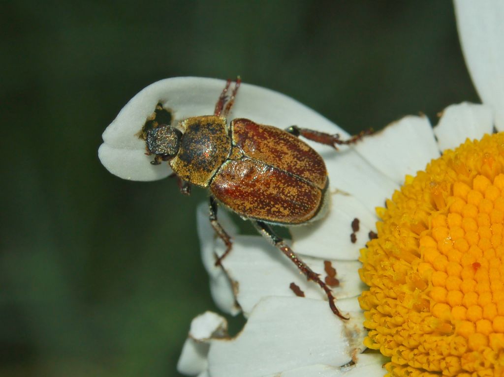 Melolonthidae da determinare: Hoplia argentea